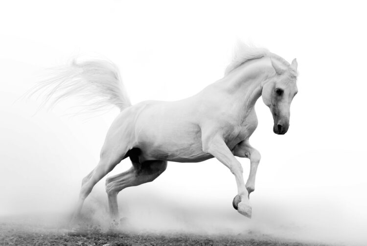 Valkoinen hevonen - postikortti